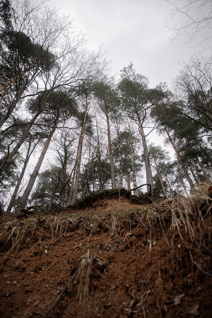 A dramatic low-angle forest view highlighting environmental impact with exposed roots and soil.